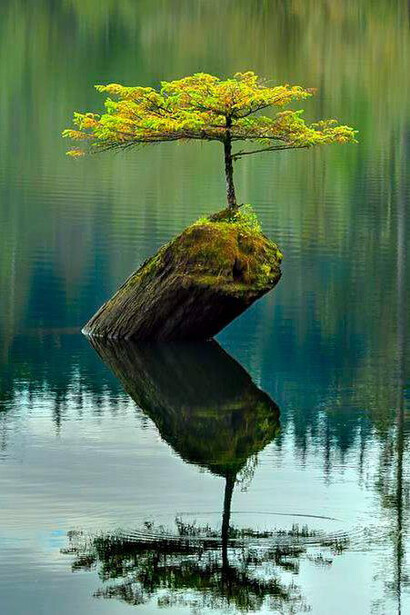 Lake Bonsai