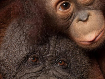 National Geographic Photo Ark. Courtesy of ICP