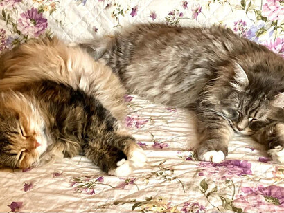 Gatti siberiani Igor e Zara 