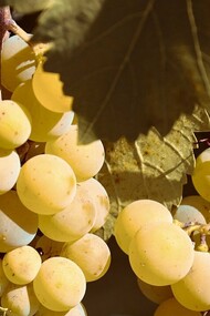 Dell'uva bianca in un vitigno
