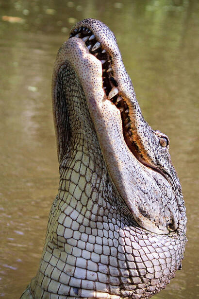 Crocodilos e dinossauros têm um ancestral comum e, embora compartilhem semelhanças, evoluíram para dominar diferentes habitats ao longo da história