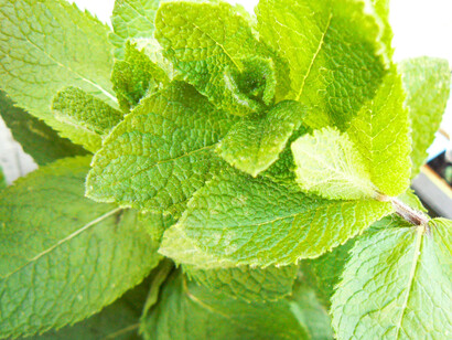 Menta