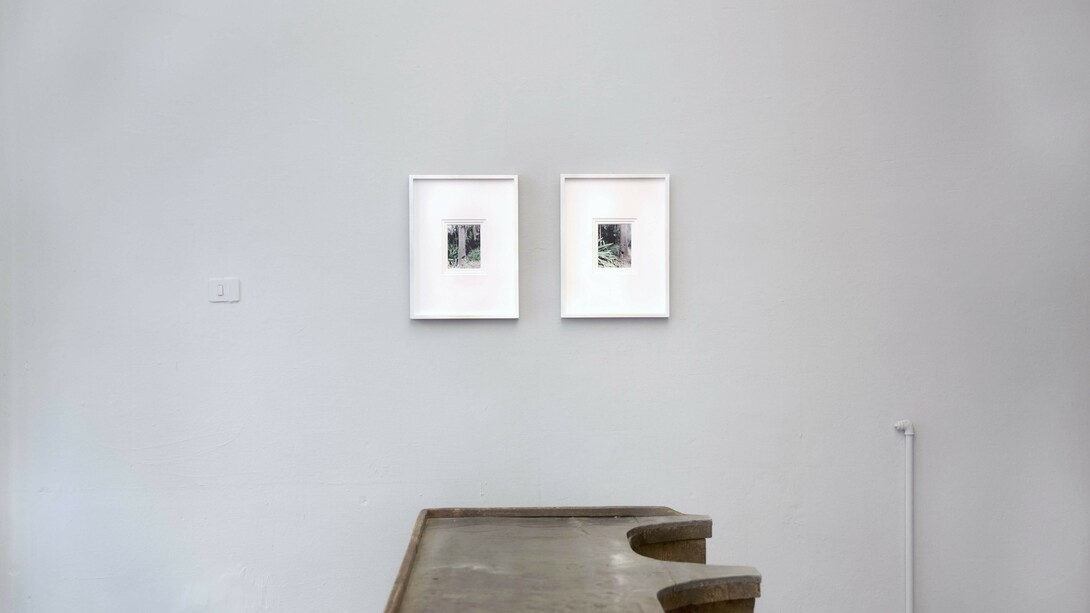 Jacana’s frontal shield or frontal as shields are frontal. Courtesy of The Workbench