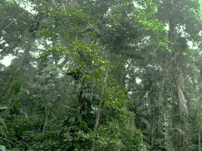 Selva Nublada de Rancho Grande, Parque Nacional Henri Pittier, Venezuela. Foto: Javier Mesa