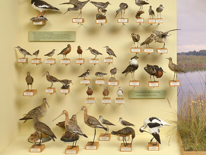 Birds of Latvia, exhibition view. Courtesy of the Latvian National Museum of Natural History