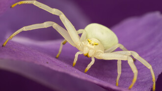 Crab Spider - (Misumena vatia)