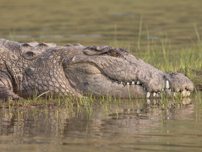 Marsh Crocodiles permit close eye level views on a River Chambal Boat Safari © Gehan de Silva Wijeyeratne