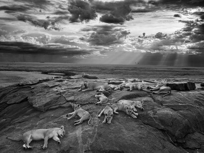 Michael ‘Nick’ Nichols, Winner & overall young wildlife photographer of the year, "The last great picture", Category: Black and White, USA