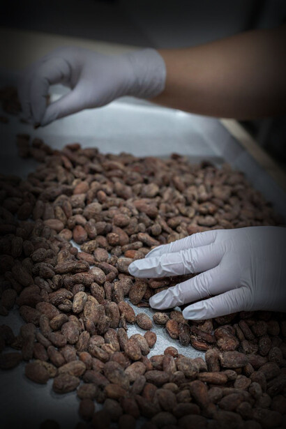 Silvia Guédez ofrece tabletas de chocolate partiendo con semillas seleccionadas de cacao mexicano, procesadas artesanalmente