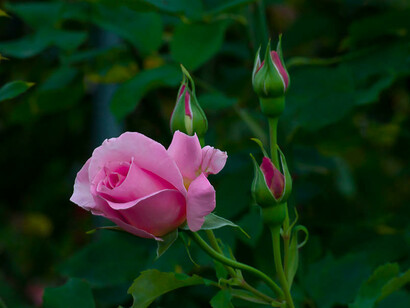 Trovare una lingua dell’anima per l’anima