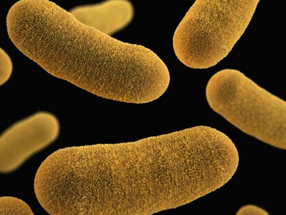Representación digital de bacterias Gram-negativas
