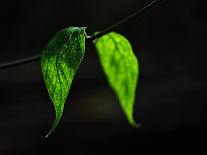 Greenwashing is a fallacious and abusive green marketing technique