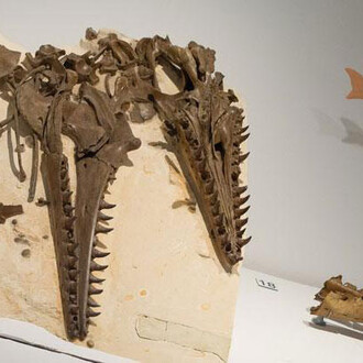 Mosasaur Hall. Courtesy of Royal Belgian Institute of Natural Sciences