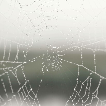 Tela di ragno con goccioline d'acqua: l'autopoiesi "ci invita a vedere noi stessi e il mondo come parte di un tutto interconnesso, dove ogni parte contribuisce al benessere del tutto"