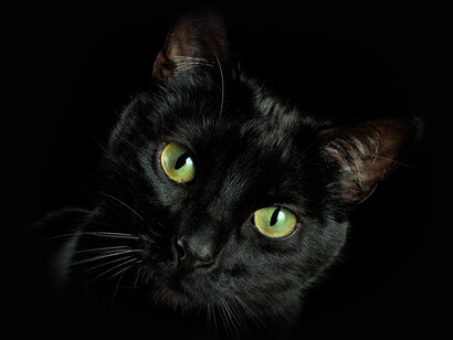 Merricat y Constance viven en la periferia de la sociedad, desafiando las ataduras patriarcales, acompañadas de un gato negro como eterno compañero