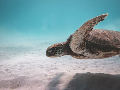 Tartaruga marinha nadando 