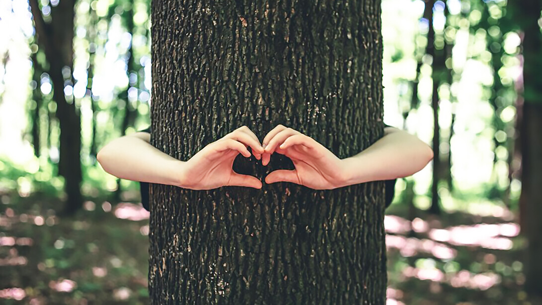 Expressing love for nature, women's hands tenderly embrace a tree in the forest, showcasing a heartfelt connection to the environment