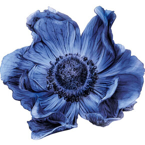 Form Follows Flower. Courtesy of Kunstgewerbemuseum