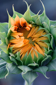A budding sunflower, ready to burst