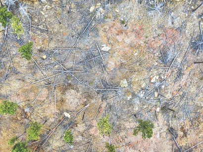 In Edgemont, South Dakota, United States, there exists an area where the once-thriving forest has been drastically depleted