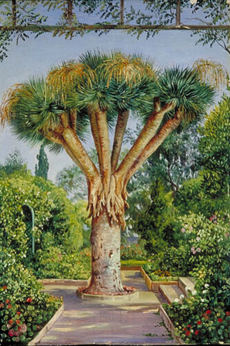 Dragoeiro. Jardim de Santa Cruz de Tenerife. Ilustração de Marianne North