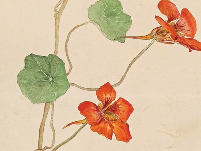 Hilma af  Klint, botanical drawing (1890)