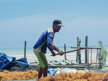 Eco-friendly seaweed farming to support sustainable economy in East Kalimantan, Indonesia