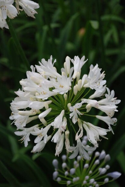 Agapanthus Stefanie Charm, Belgium, Archivio Villa della Pergola