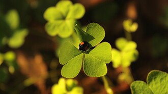 Quadrifoglio portafortuna. Superstizioni e simbolismo: alla ricerca del significato profondo di gesti e riti tradizionali