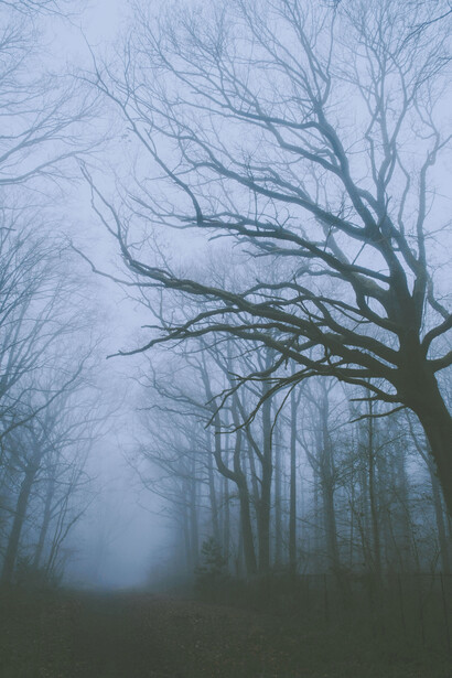 Árboles que perdieron sus hojas dan una imagen terrorífica