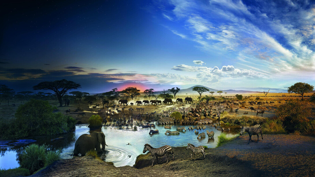 Parco Nazionale del Serengeti, Tanzania. Foto Stephen Wilkes/Day and Night