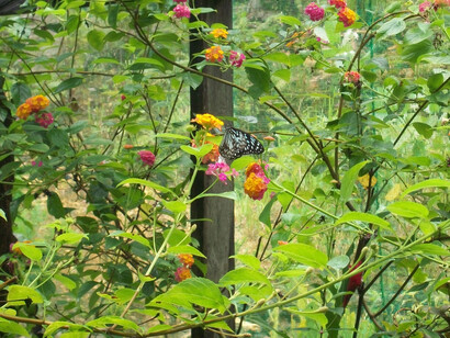 Siquijor Butterfly Sanctuary