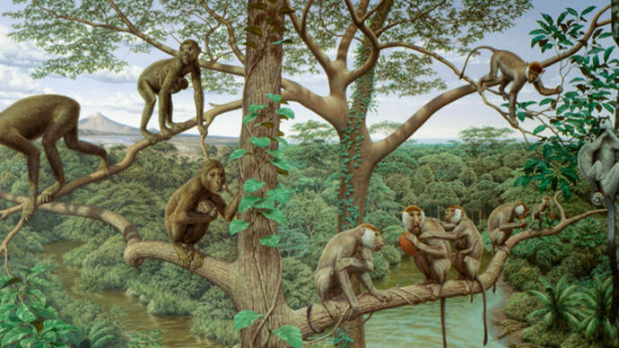 Spitzer Hall of Human Origins. Courtesy of American Museum of Natural History