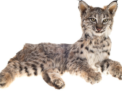 Mammalogy. Courtesy of Royal BC Museum