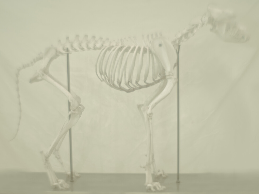 Daniel Malva, Canis lupus familiaris