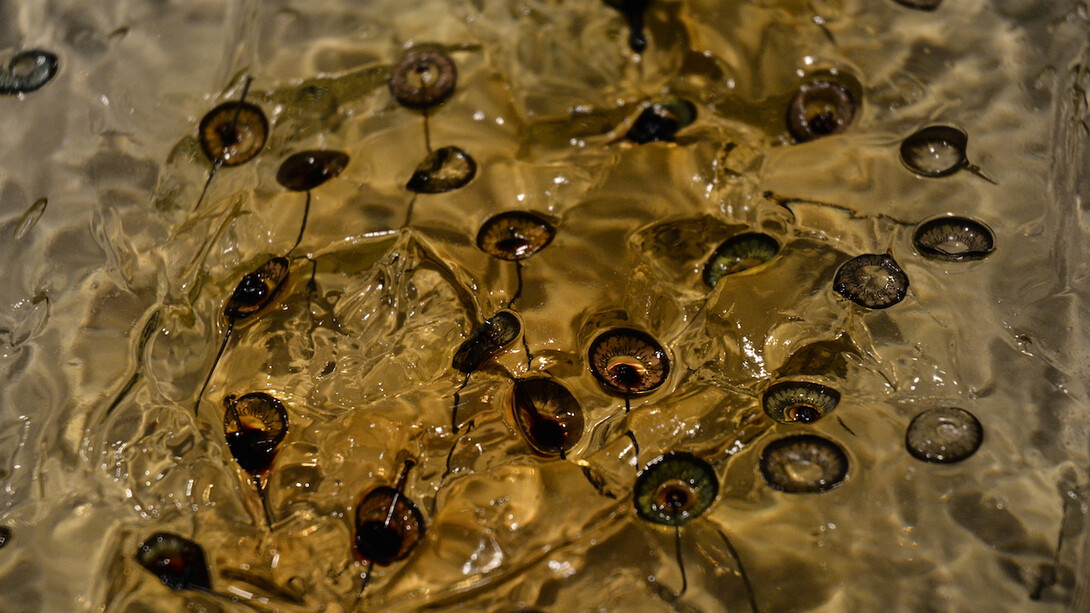 Anicka Yi. Courtesy of WCMA