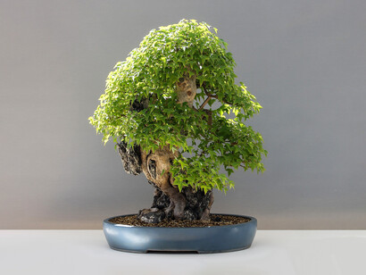 L'arte del bonsai crea alberi in miniatura attraverso non solo la potatura di rami e foglie ma anche delle radici 