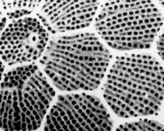 Image Spaces: Biology and Building. Courtesy of Museum für Fotografie
