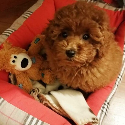 Taitù nella cuccia col suo primo peluche