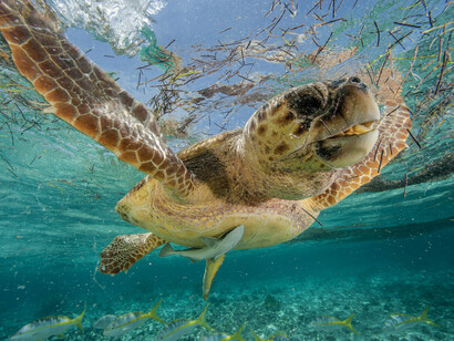 The sea turtle conservation project in Paria National Park