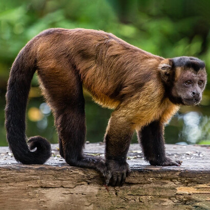 È stato visto che i cebi dai cornetti (Cebus apella) di fronte a test che superano facilmente, si sentono discriminati rispetto a quelli che vengono ricompensati invece con uva secca, che è il loro cibo preferito