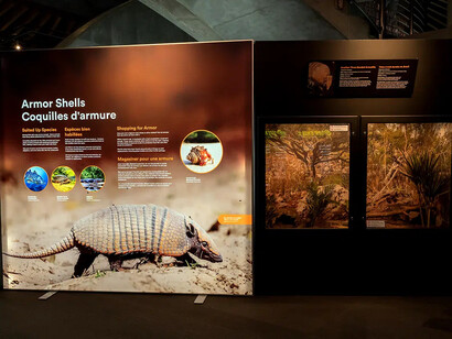 Staying alive: animal defenses, exhibition view. Courtesy of the Witte Museum