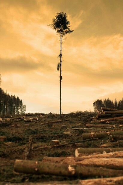 Deforestazione: "...e perché in Brasile stia scomparendo la foresta amazzonica che è la riserva fondamentale di ossigeno per tutto il nostro Pianeta insieme a tutta la sua biodiversità"