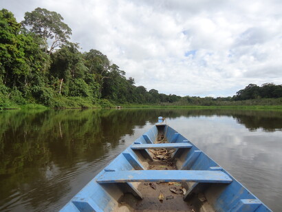 Rainforest in Peru