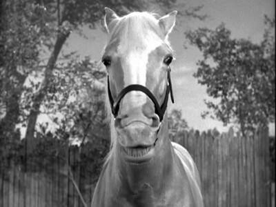 Mr. Ed 