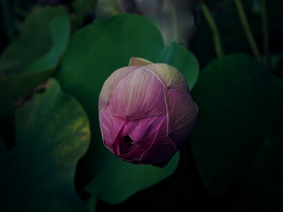 Attraverso il rilassamento profondo è possibile non a caso alleviare tensioni fisiche, mentali e psicologiche