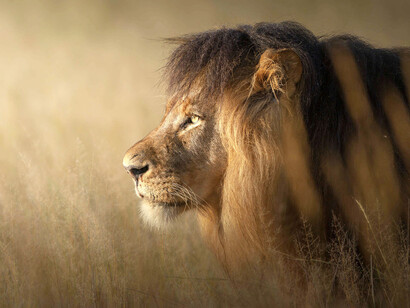 El león es el segundo félido viviente más grande después del tigre