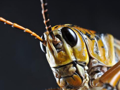 O. Orkin Insect Zoo. Courtesy of Smithsonian's National Museum of Natural History