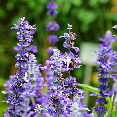 Fiori di salvia
