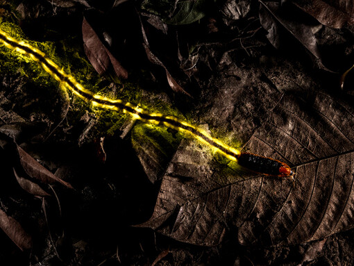 Wildlife Photographer of the Year. Courtesy of ROM